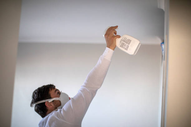 Best Same-Day Mold Removal  in Pquemine, LA