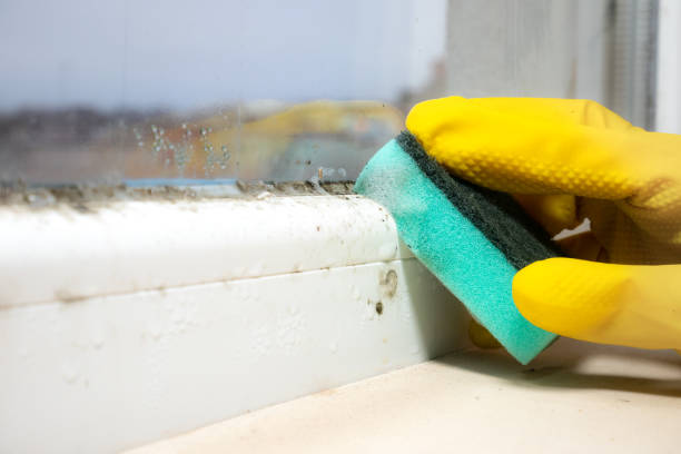 Mold Removal Process in Plaquemine, LA