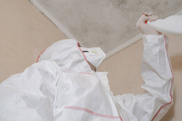 Best Toxic Mold Removal  in Pquemine, LA