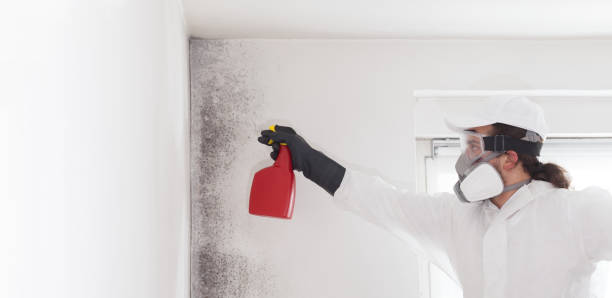 Best Black Mold Removal  in Pquemine, LA