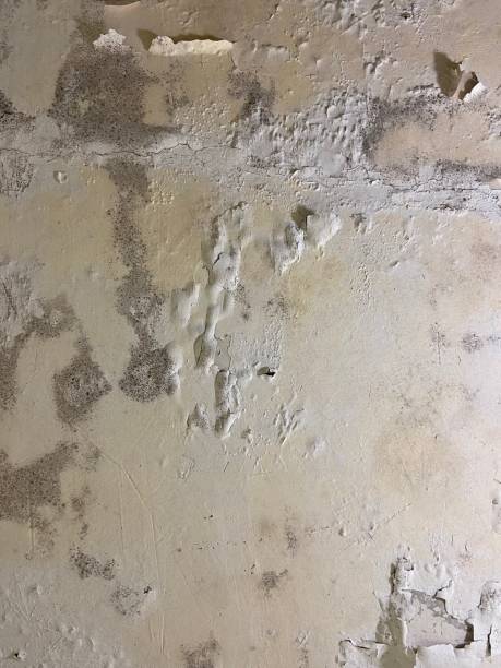 Best Local Mold Removal Service  in Pquemine, LA